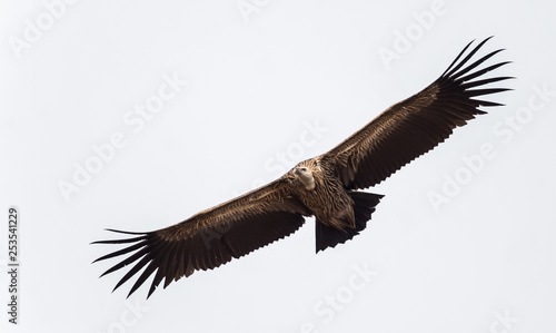 Himalayan griffon vulture (Gyps himalayensis) flying in white background.