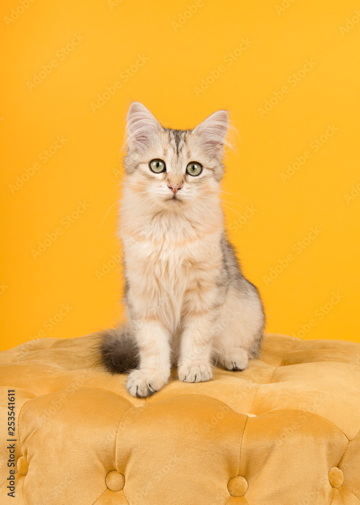 Cute siberian kitten sitting on a pouf looking at the camera on a yellow background in a vertical image