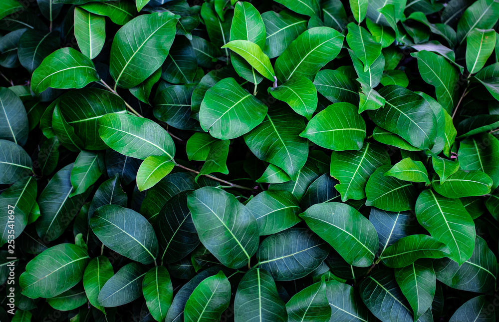 Tropical fresh green leaves pattern as textured and background, Natural leaves background for wallpaper Tropical fresh green leaves pattern as textured and background, Natural leaves background for wallpaper