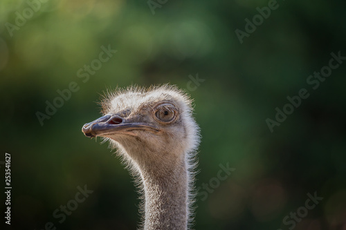 Ostrich( Struthio camelus) closeup shot.
