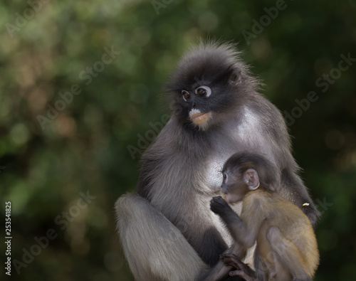 Dusky Langur  Trachypithecus obscurus  Female and baby.