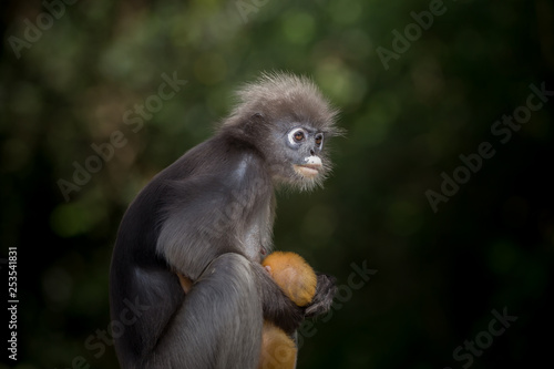 Dusky Langur (Trachypithecus obscurus) Female and baby. © photonewman