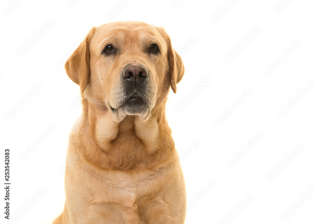 Portrait of a blond labrador dog isolated on a white background