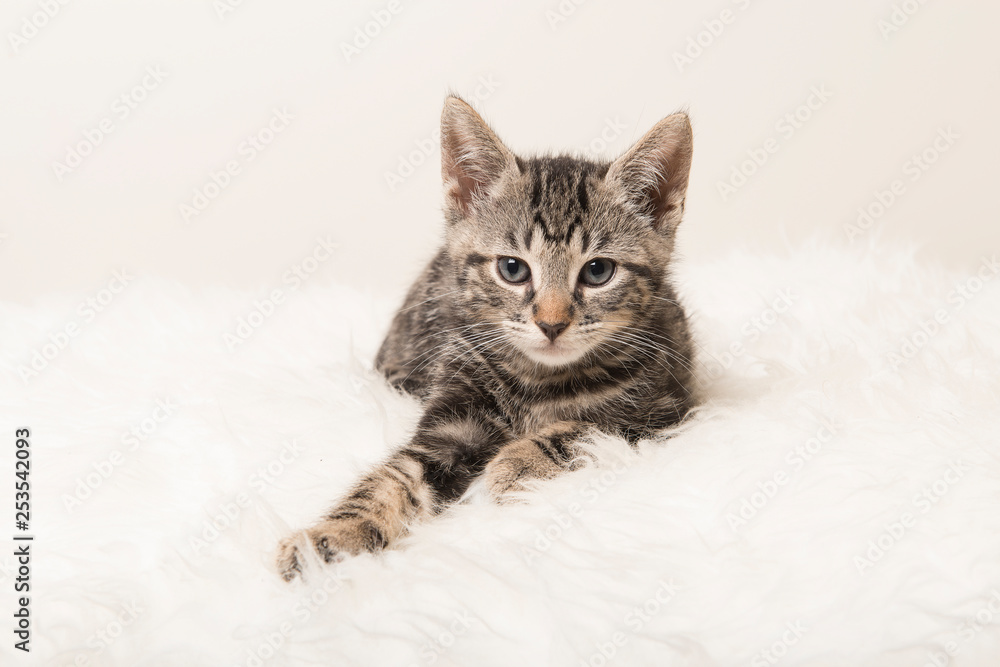 Cute tabby kitten lying down on a white fur looking at the camera
