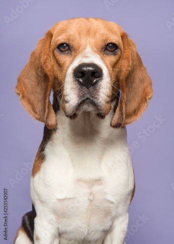 Portrait of a beagle looking at the camera on a purple background in a vertical image
