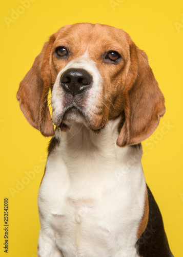 Portrait of a beagle on a yellow background © Elles Rijsdijk