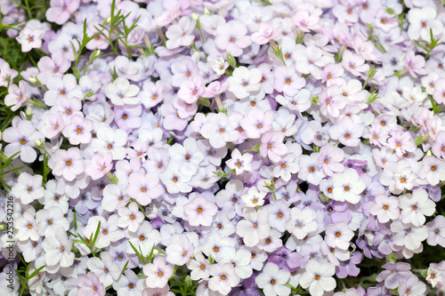 Phlox douglasii purple flowers background