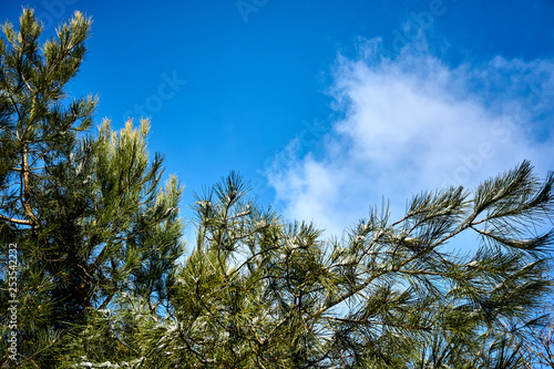 Pitsunda pine branch with long green needles and brown cones slightly covered with snow against a blue sky with white clouds. Selective focus. The branch of a pine is directed vertically upwards.