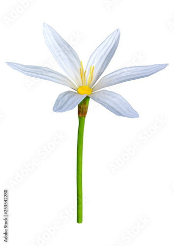 3D Rendering Zephyranthes Flower on White