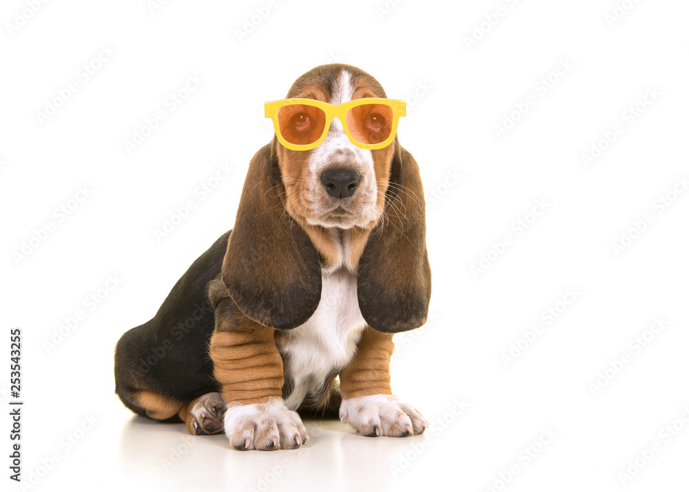 Cute sitting tricolor basset hound puppy wearing yellow and orange sunglasses on a white background