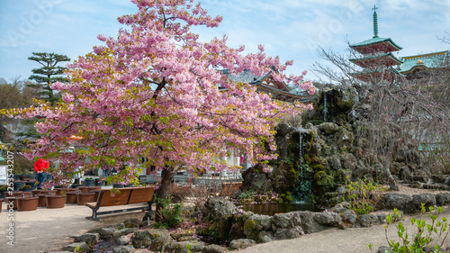 Kosanji Temple with cherry blossoms in full bloom, a small waterfall and a 5-storied Gojunoto Pagoda in the background, located at Ikuchi Island along the Shimanami Kaido.