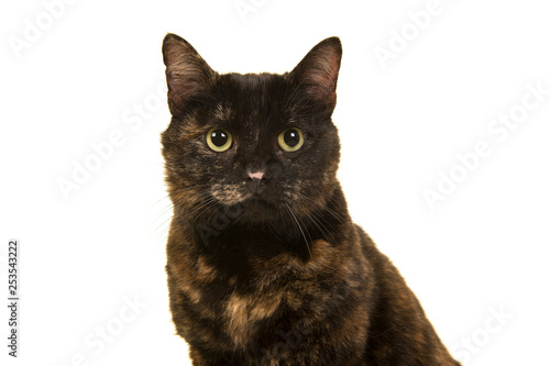 Portrait of a tortoiseshell cat looking at the camera isolated on a white background