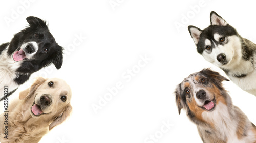 Portrait of a border collie dog looking at the camera with mouth open on a white background