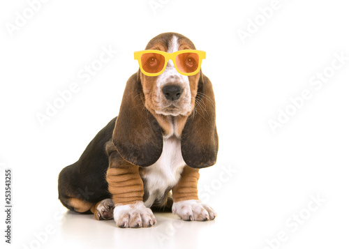 Cute sitting tricolor basset hound puppy wearing yellow and orange sunglasses on a white background