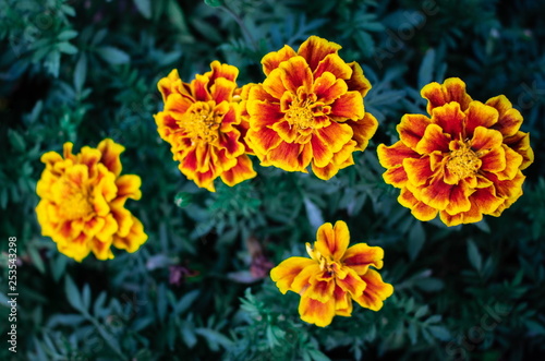 French Marigold flowers (Tagetes Patula L.) are blossoming on tree in flowers garden © Hatori_Shisuka