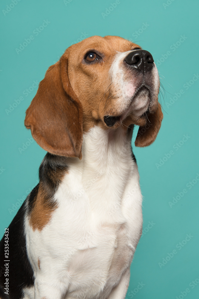 Portrait of a beagle looking up on a turquoise blue background in a vertical image