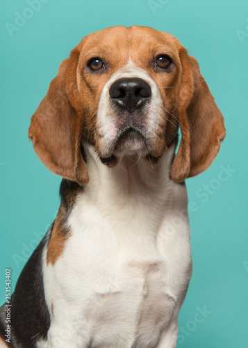 Portrait of a beagle looking at the camera on a blue background in a vertical image