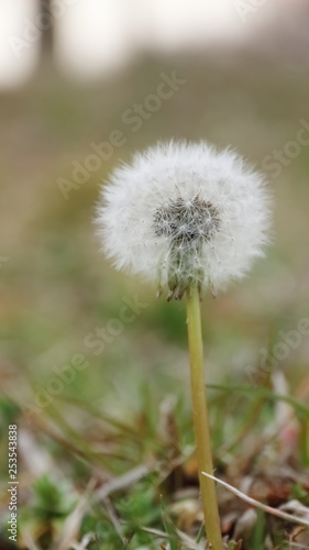 dandelion on green background