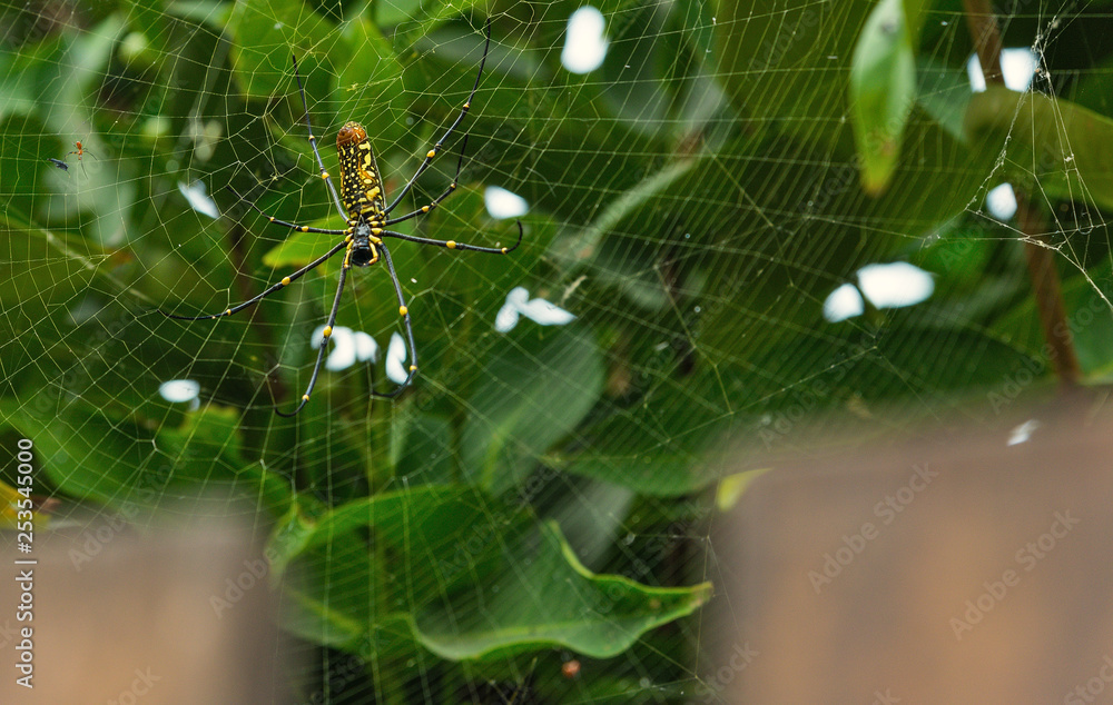 Nephila Maculata, Gaint Long-jawed Orb-weaver waiting for catching prey is on the nest. Nephila Maculata, Gaint Long-jawed Orb-weaver waiting for catching prey is on the nest.