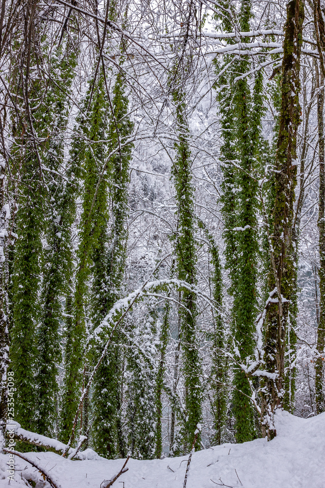 Fototapeta premium Winter forest combines snow and green leaves