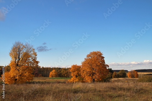 landscape with yellow autumn trees