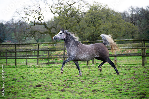 Grey Arabian mare trotting in a meadow