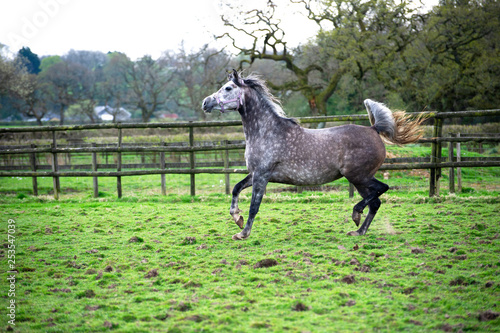 Grey Arabian Mare trotting in a field