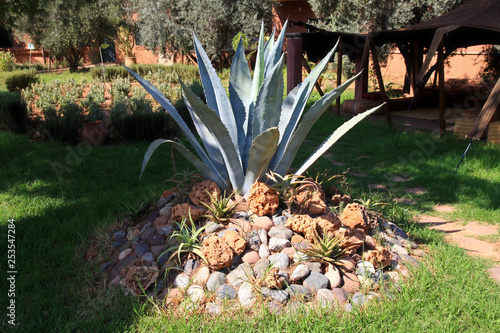 un agave dans une rocaille d'un jardin photo