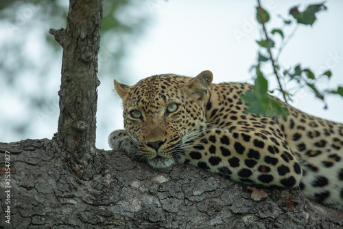 A beautiful portrait of a female leopard in a macula tree