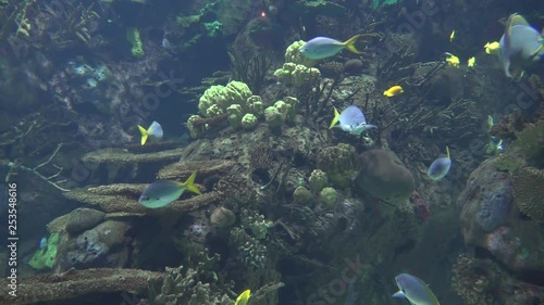 Tropical Fish And Coral Reef photo