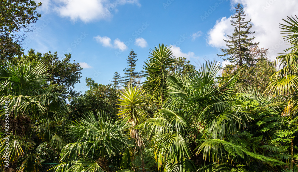 Tropical forest Madeira Tropical forest Madeira