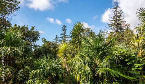 Tropical forest Madeira