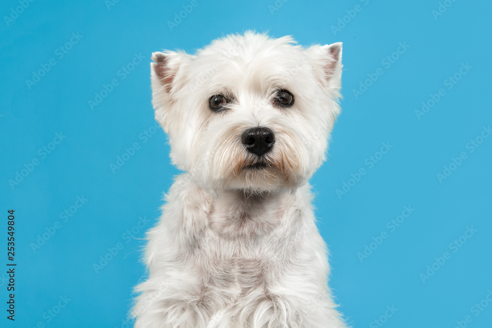 West highland white terrier or westie dog portrait looking at the camera in the middle on a blue background West highland white terrier or westie dog portrait looking at the camera in the middle on a blue background