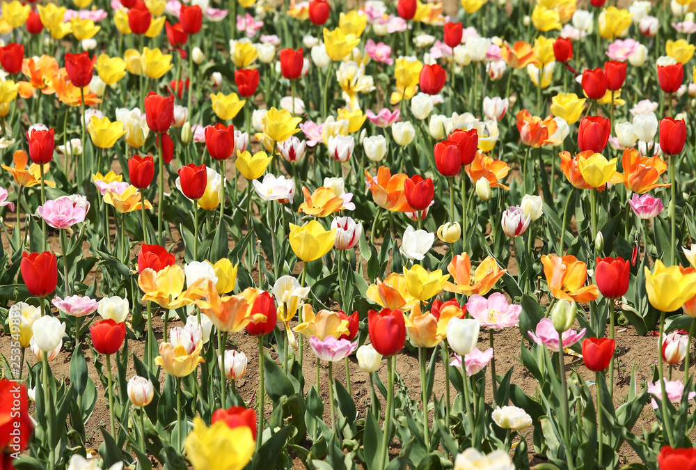 Fototapeta premium チューリップ畑