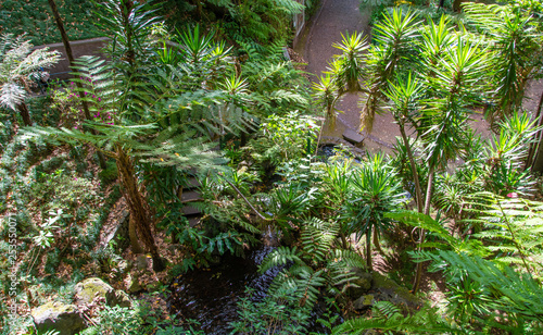 Tropical forest Madeira