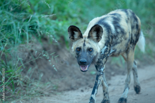 Wild dog also known as the painted dog
