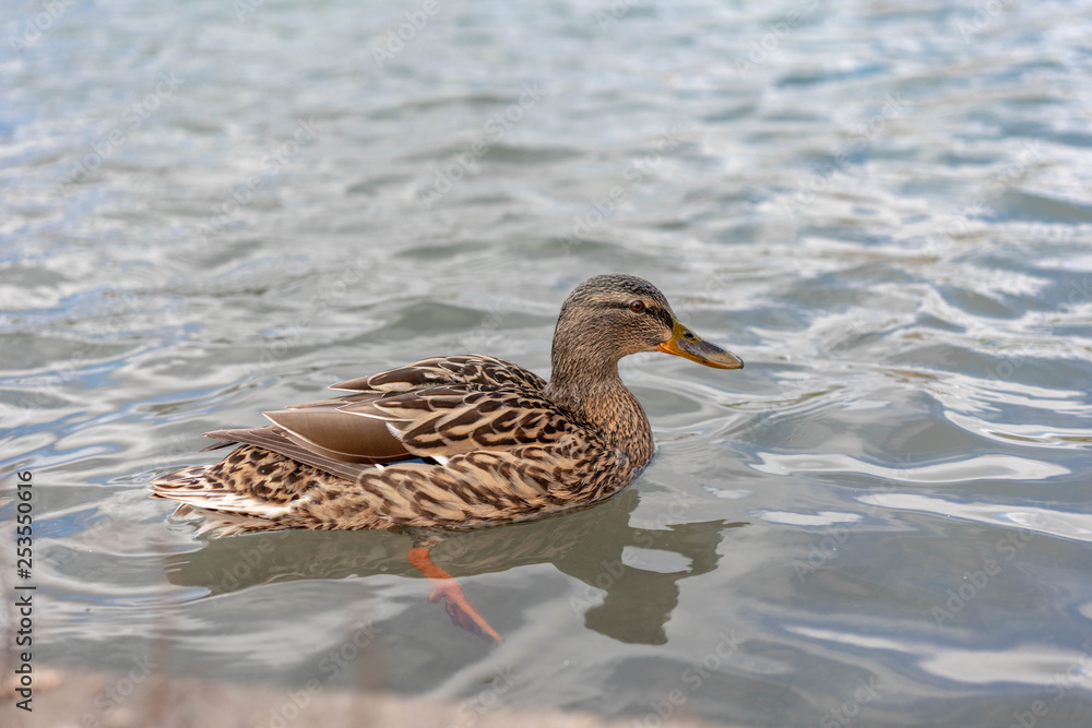 duck in water duck in water