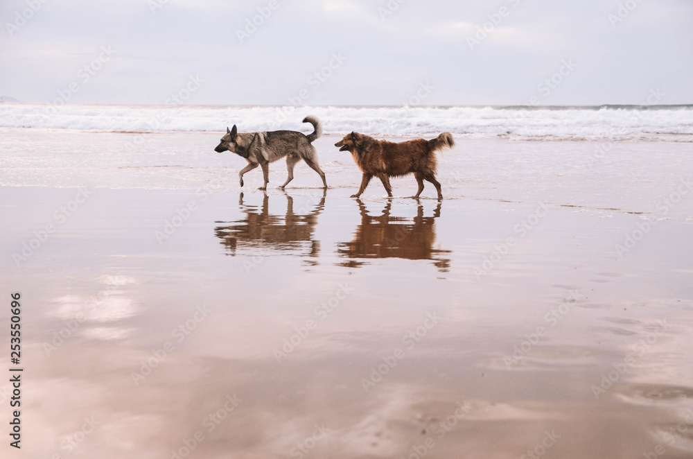 Dogs playing on the beach in a beautiful sunset Dogs playing on the beach in a beautiful sunset