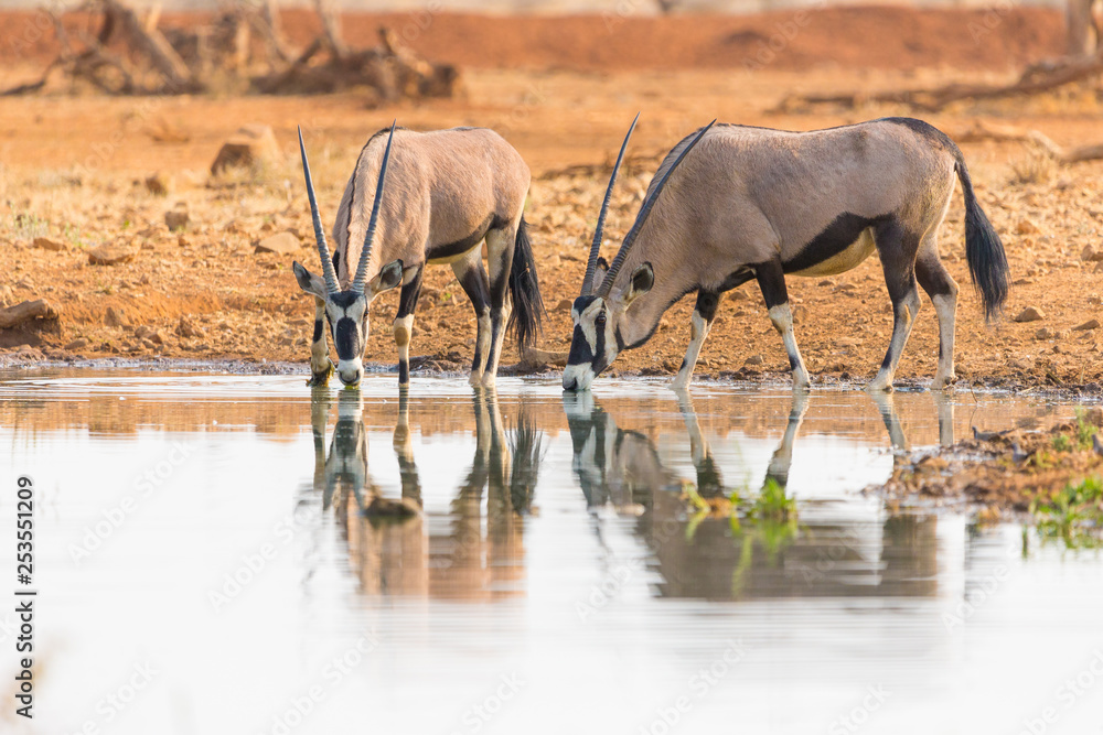 Oryx antelope water reflections Oryx antelope water reflections