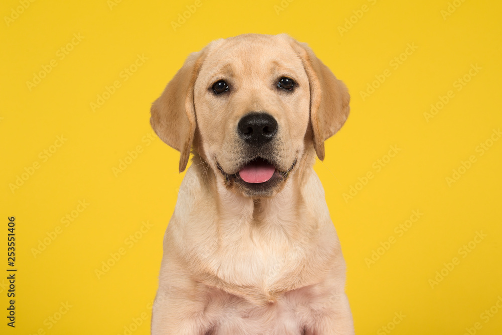 Portrait of a cute labrador retriever puppy on a yellow background - obrazy, fototapety, plakaty 