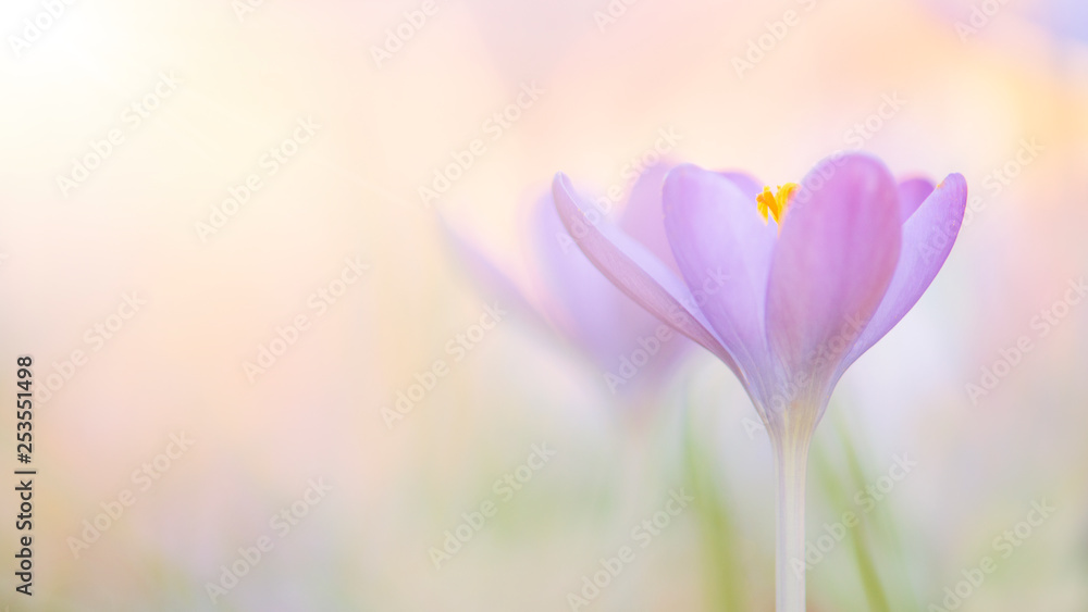 Two blooming purple crocus flowers in a soft focus panoramic image