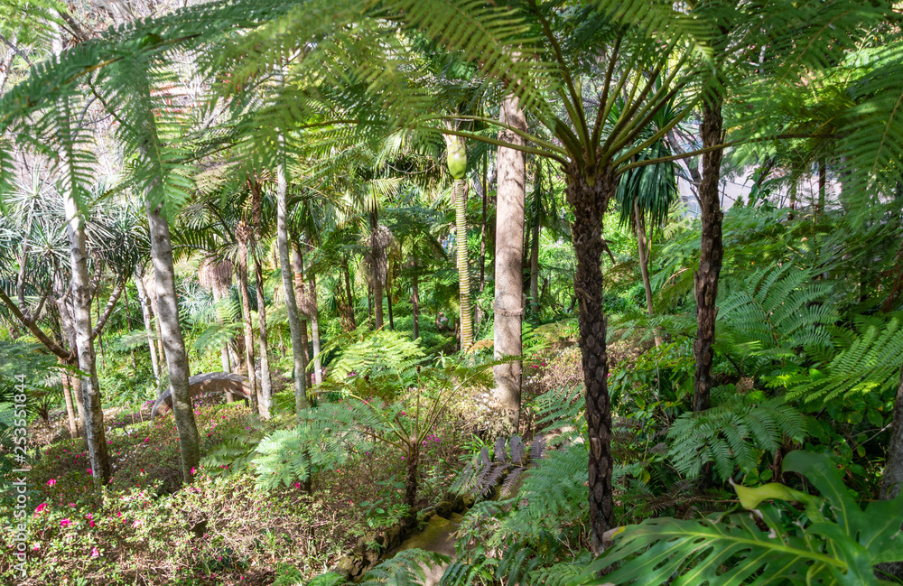 Obraz premium Tree Fern - Australian tree fern