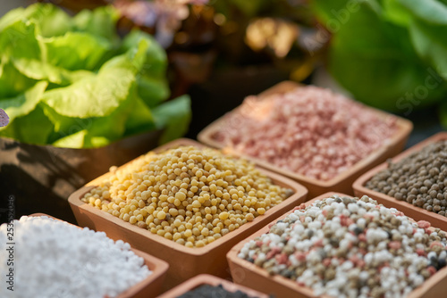 Six types of chemical fertilizers in clay pots and salad leaves