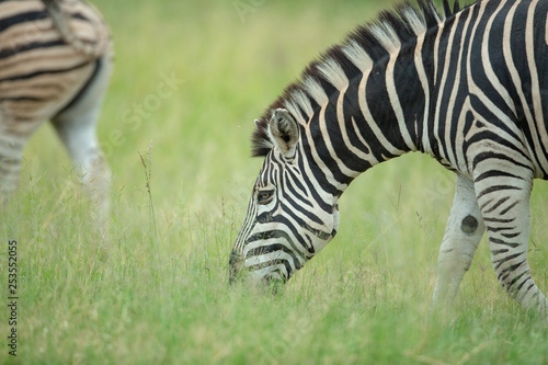 Zebra in the green grass of summer