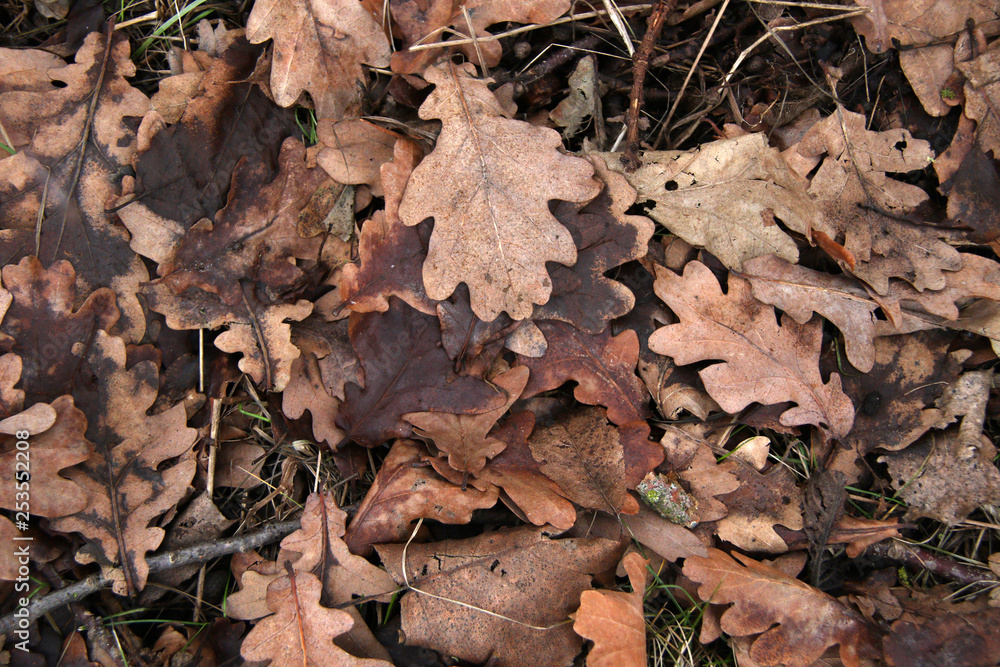 autumn leaves on the ground autumn leaves on the ground