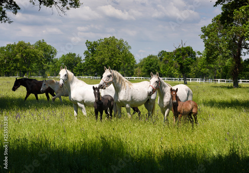 White Lipizzaner mares horse breed with dark foals grazing in a meadow with grass and flowers at the Lipica Stud Farm at Lipica Sezana Slovenia