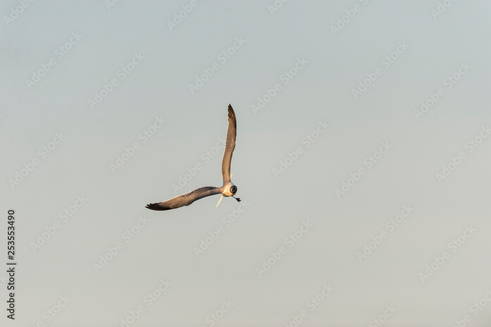 Fototapeta Laughing Gull over nesting grounds