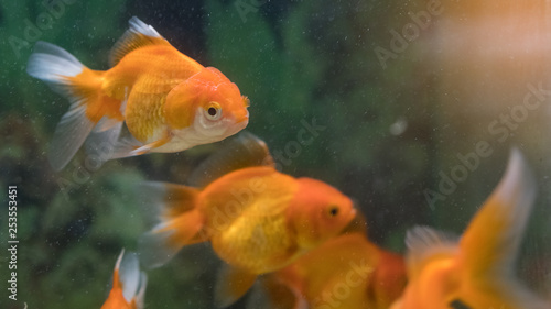 Goldfish in water glass cabinets