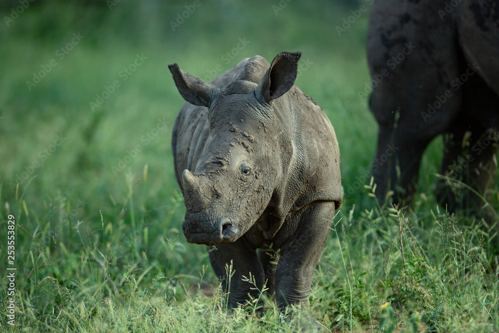 Obraz premium White rhino female and calf
