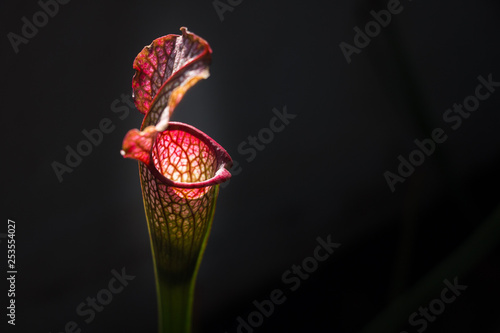 Sarracenia leucophylla flower in foreground photo